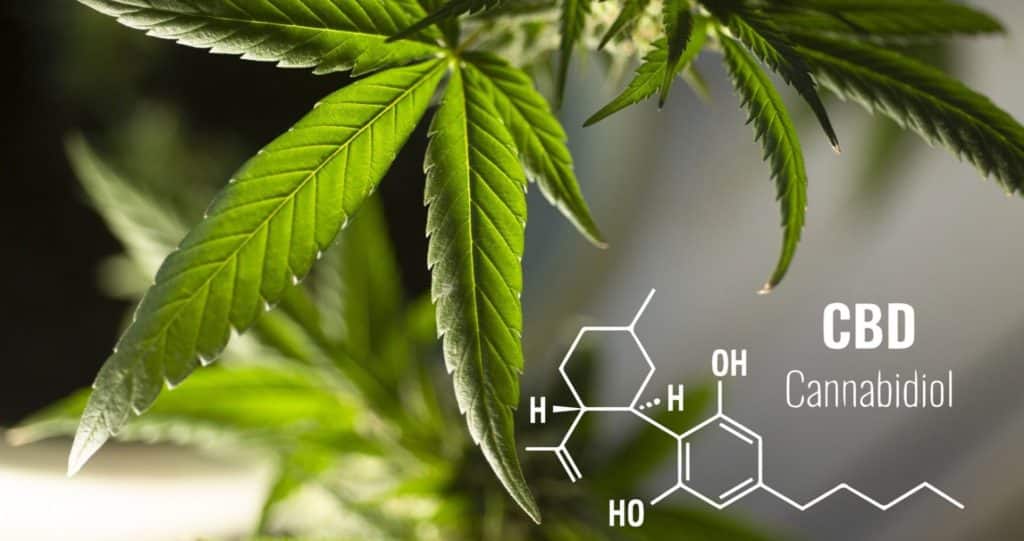 Une plante CBD portant le mot CBD, disponible en ligne en France.