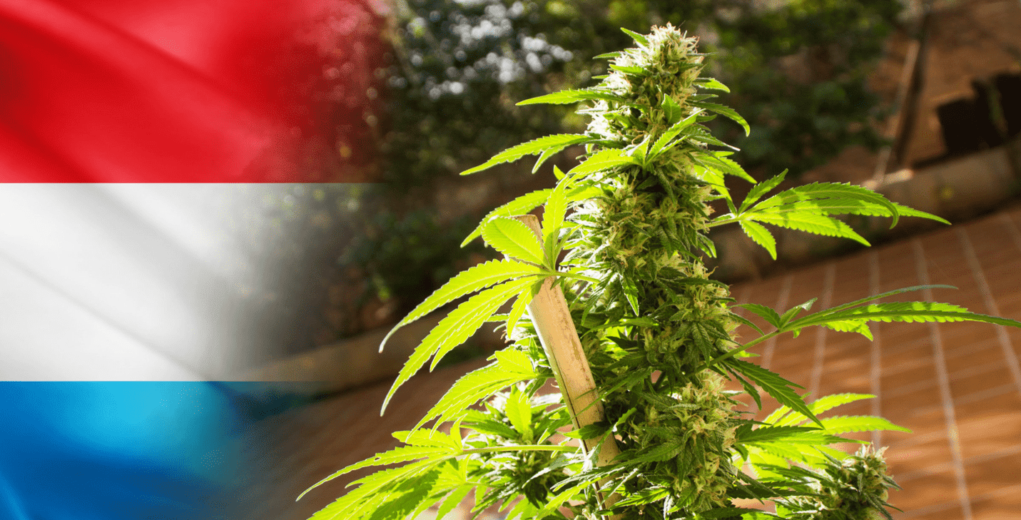 Législation-cannabis-europe