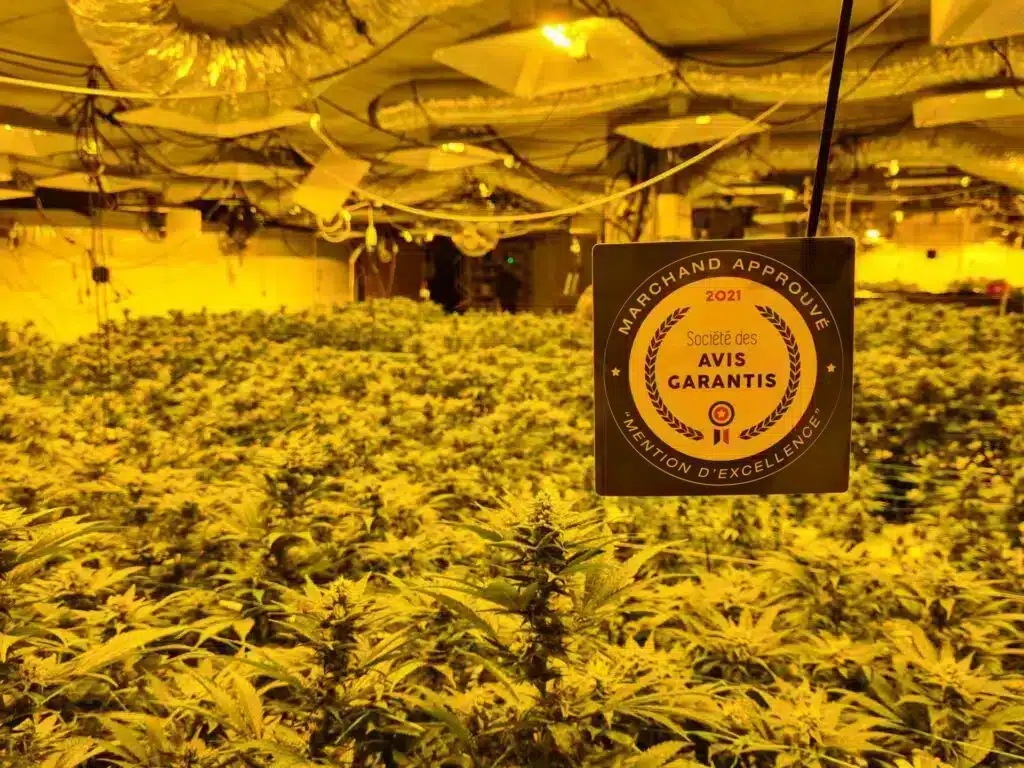 Une plante de cannabis dans une serre avec une étiquette dessus.