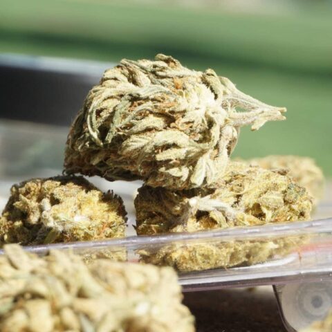 Flores de cbd