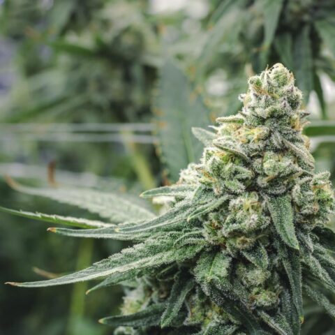 Cbd indoor