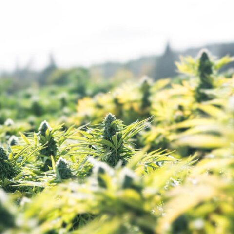 Cbd outdoor