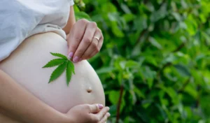 Une femme enceinte tenant une feuille de marijuana sur le ventre.