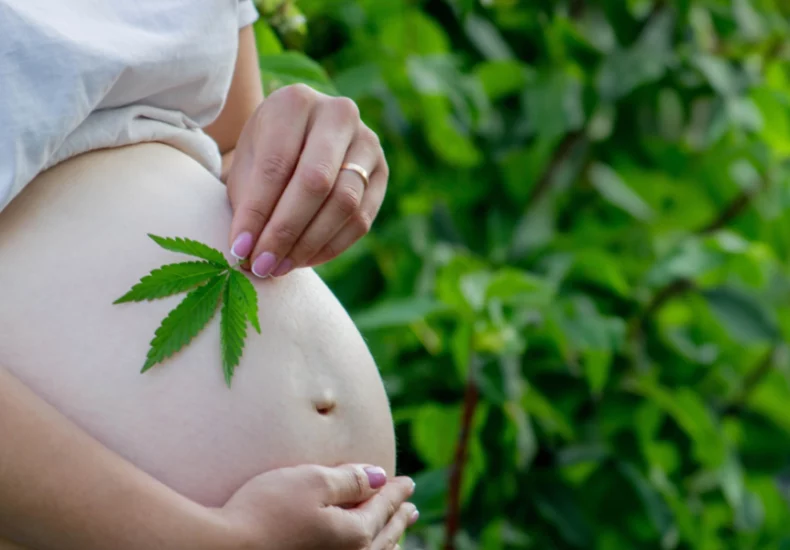 Une femme enceinte tenant une feuille de marijuana sur le ventre.