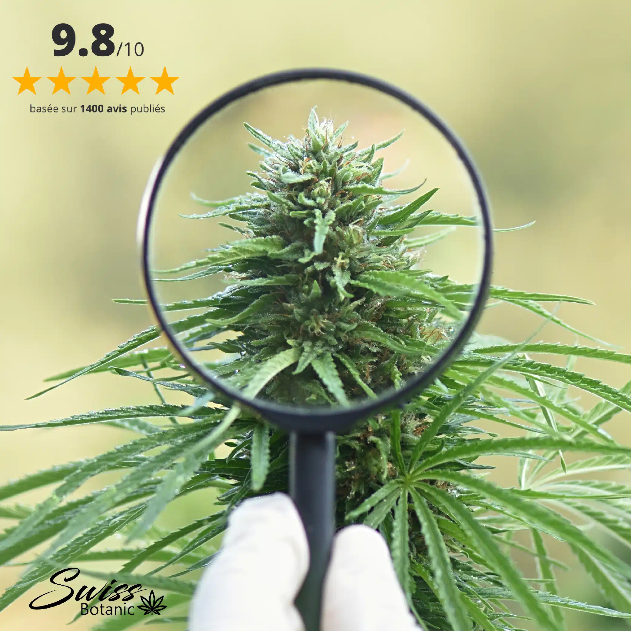 A gloved hand holds a magnifying glass over a cannabis plant. A 9. 8/10 rating with five stars and the text "basée sur 1400 avis publiés" appear in the top left corner.